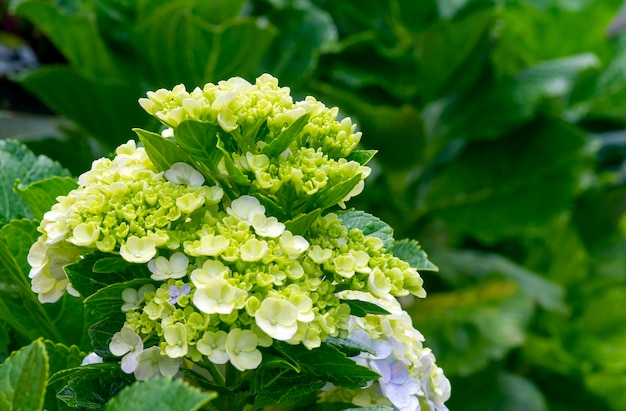 La bellezza del fiore di Panca Warna (Hydrangea macrophylla)