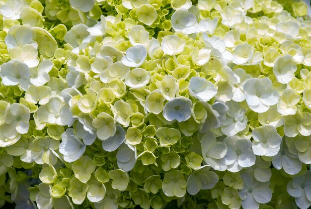 La bellezza del fiore di Panca Warna (Hydrangea macrophylla)