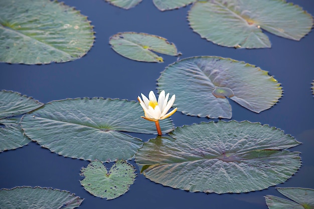 La bellezza del White Lotus Bloom negli stagni