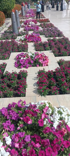 La bellezza della bougainvillea cattura l'eleganza di questa gemma floreale