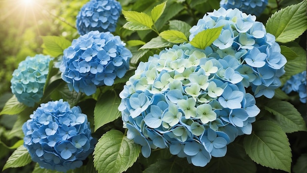 La bellezza di un grappolo di fiori blu con le ortensie al centro della scena e i loro morbidi petali blu cielo