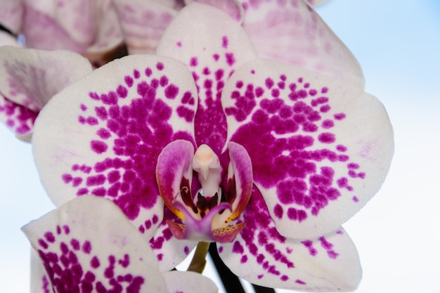 La bellezza di un'orchidea bianca e viola in piena fioritura. Phalaenopsis Orchid fiore su uno sfondo di cielo blu. Le orchidee sono la regina dei fiori in Thailandia.