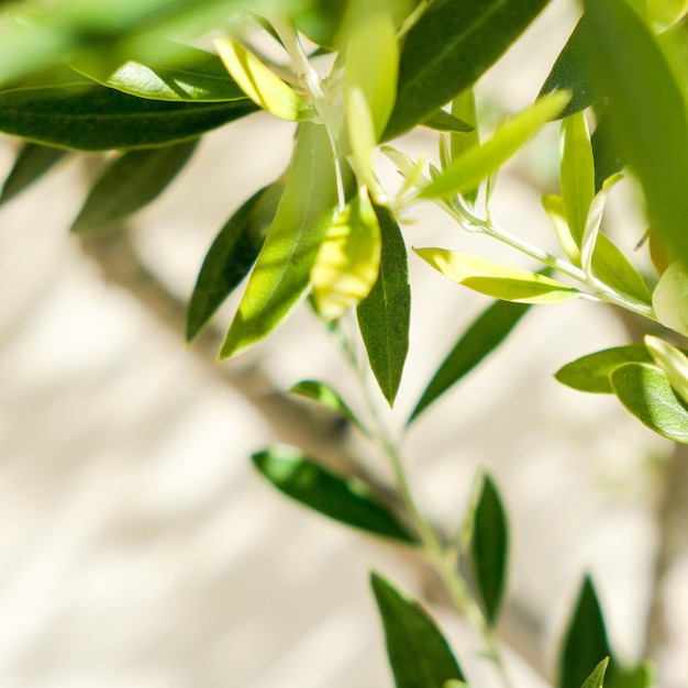 La bellezza di un verde giardino