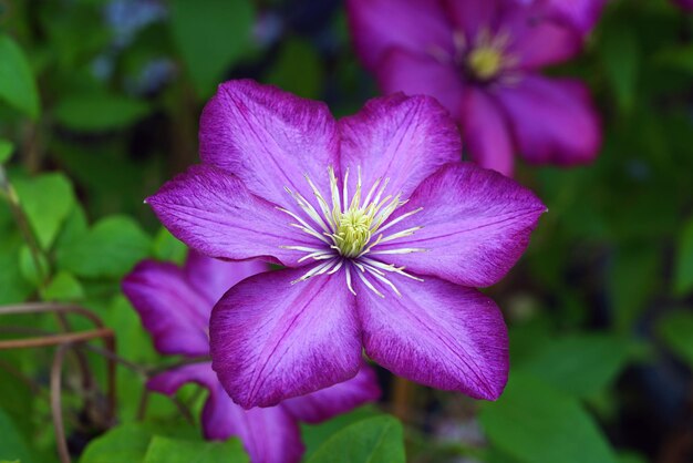 La bellezza selvaggia di un fiore selvatico