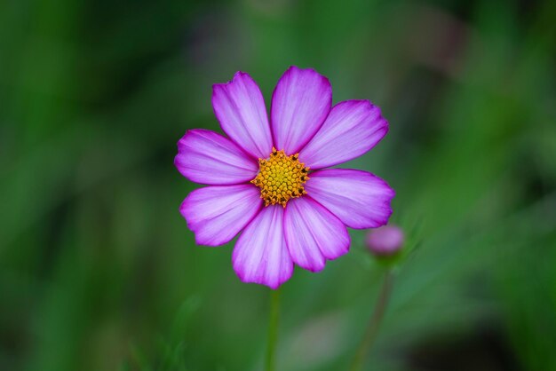 La bellezza selvaggia di un fiore selvatico