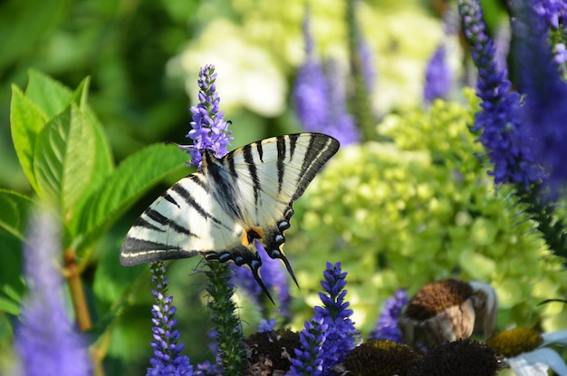 La bellissima farfalla si siede su un fiore blu