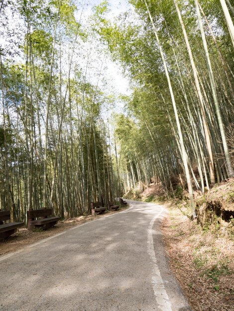 La bellissima foresta di bambù a Chiayi Taiwan