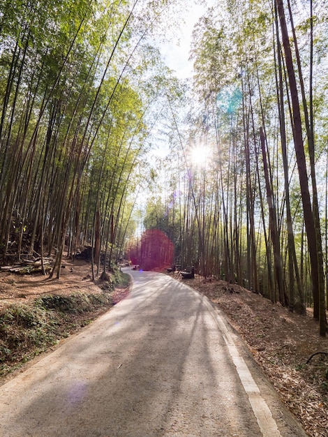 La bellissima foresta di bambù a Chiayi Taiwan