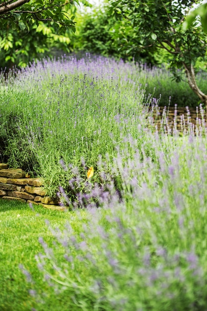 La bellissima lavanda in fiore cresce in un giardino in una villa privata