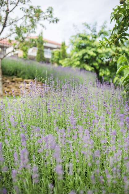 La bellissima lavanda in fiore cresce in un giardino in una villa privata