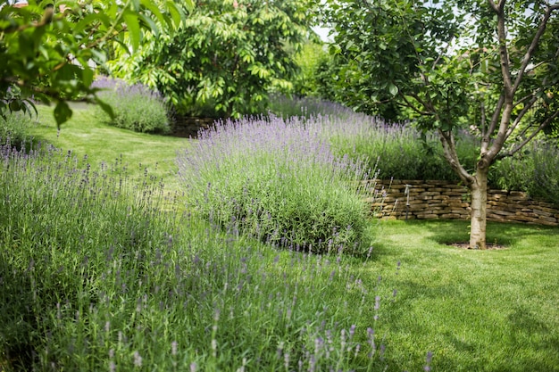 La bellissima lavanda in fiore cresce in un giardino in una villa privata