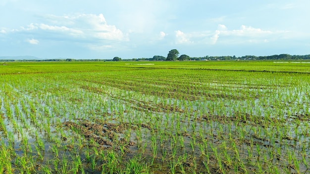 la bellissima risaia verde agricola della piantina in una giornata di sole