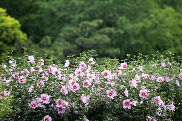 La bellissima rosa di Sharon sbocciò nel campo