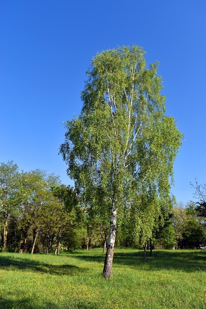 La betulla argentata Betula pendula in un parco pubblico