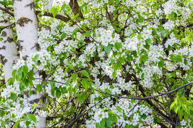 La betulla è avvolta dai fiori dei meli in fiore. Melo in fiore (Malus prunifolia, mela cinese, melo cinese). Il melo in piena fioritura alla luce del sole. La primavera.