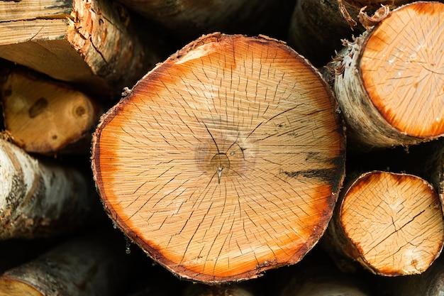 La betulla è primo piano Deforestazione