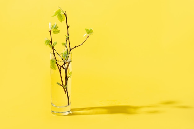 La betulla verde fresca si ramifica attraverso l'acqua liquida su colore giallo.