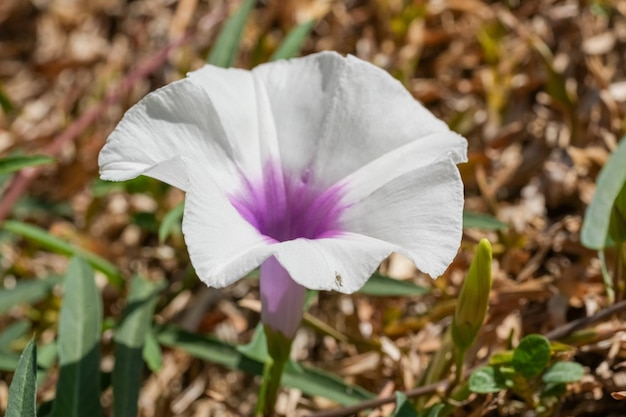 La bianca gloria mattutina sboccia nel mattino del giardino