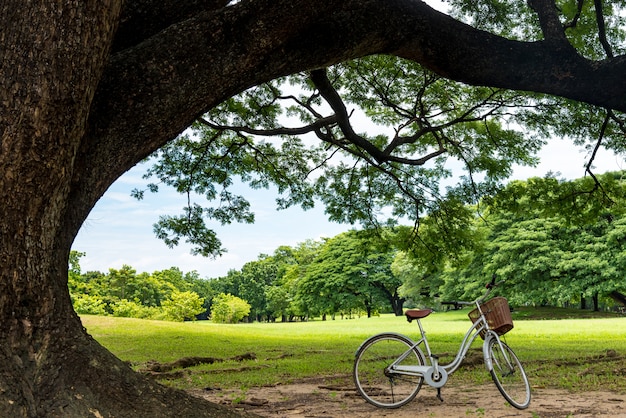 La bici è sotto il grande albero nel parco pubblico.