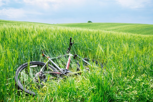 La bicicletta si sdraiò nel campo di orzo verde nessuno