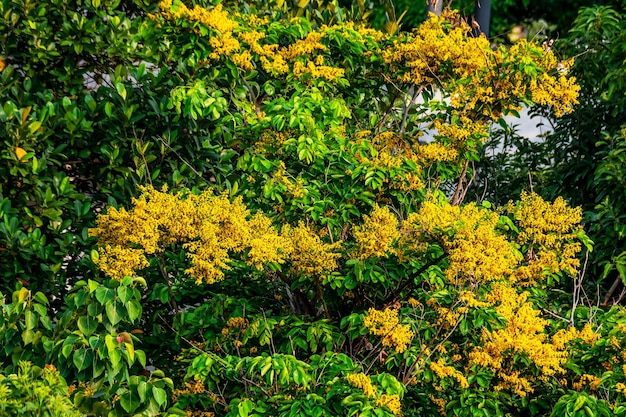 La Birmania padauk o Pterocarpus macrocarpus fiore che sboccia sui fiori gialli dell'albero