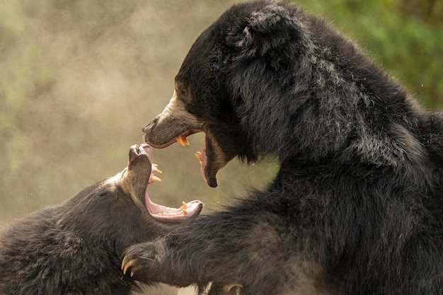 La bocca di un orso