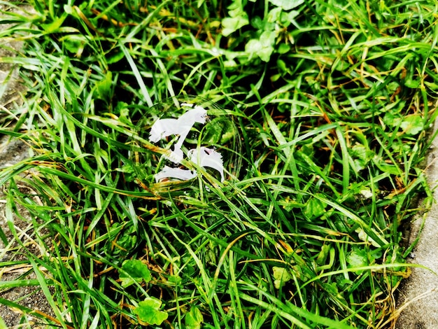 La bolla di sapone con bagliore bianco giace sull'erba verde