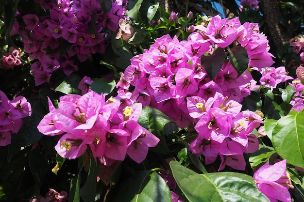 La bougainvillea è un genere di viti ornamentali spinose, arbusti e alberi appartenenti alle Nyctaginaceae. L'infiorescenza è costituita da grandi bracti colorati simili a sepali che circondano tre semplici fiori di cera.