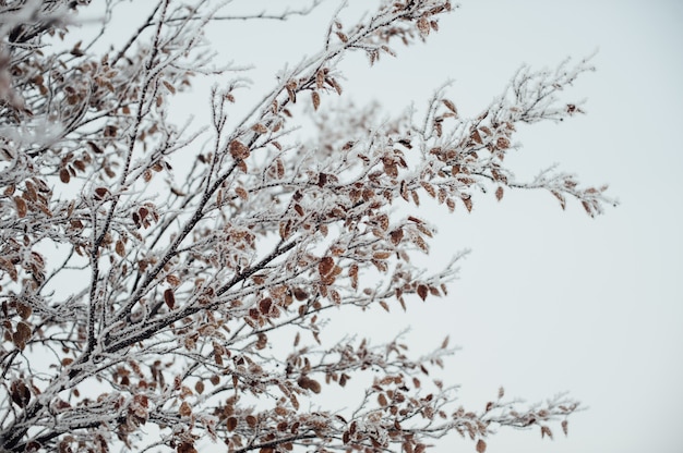 La brina ha coperto i rami di albero contro il cielo