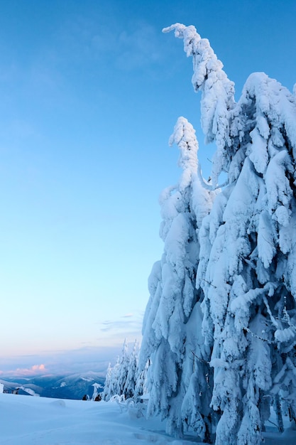 La brina invernale e gli abeti innevati si ramificano sul pendio della montagna sullo sfondo del cielo blu all'alba Alberi di pino dopo forti nevicate in montagna al tramonto Paesaggio gelido della stazione sciistica di Backcountry