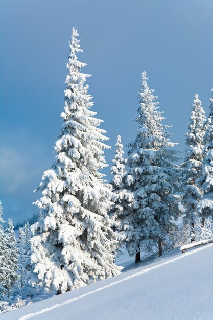 La brina invernale e gli abeti innevati sul fianco della montagna sullo sfondo del cielo nuvoloso