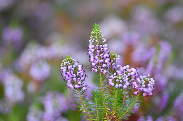 La brughiera della Cornovaglia Erica vagans in fiore