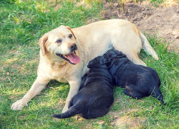 La cagnolina gialla nutre due cuccioli neri sull'erba