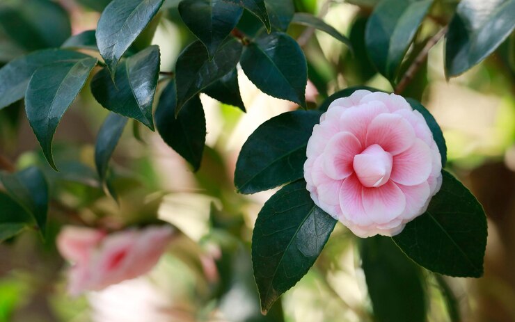 La camelia rosa fiorisce nel giardino.