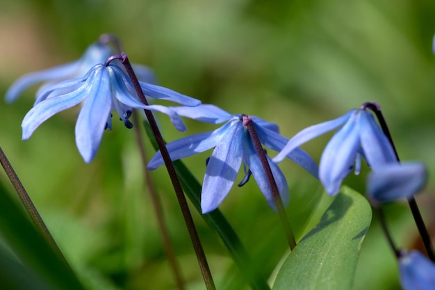 La campanula bucaneve blu