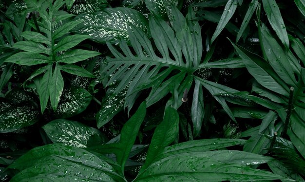 La canna muta foglie verdi tropicali fogliame pianta giungla nella stagione delle piogge e Lasia spinosa è cibo e benefici a base di erbe.