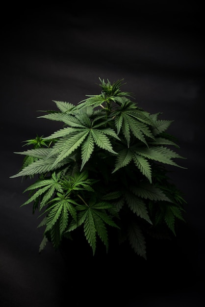 La cannabis lascia il cespuglio su uno sfondo nero