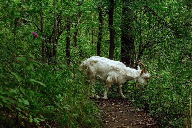 la capra bianca di montagna pascola nella foresta nelle montagne del Caucaso