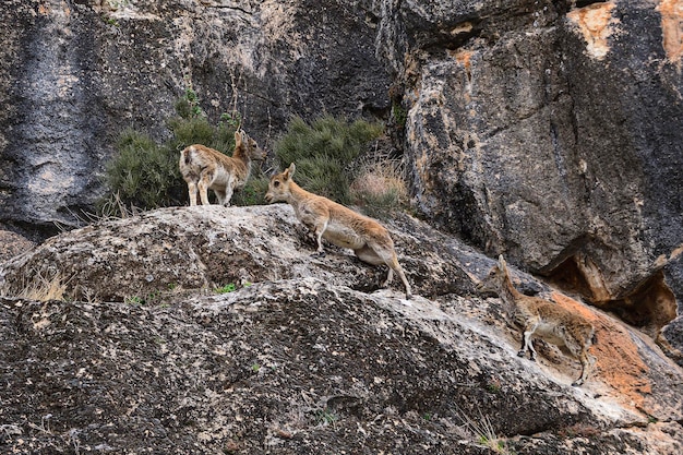 La capra di montagna o stambecco iberico è una delle specie di bovidi del genere capra