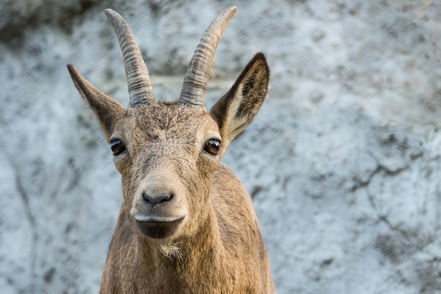 La capra di montagna ti guarda