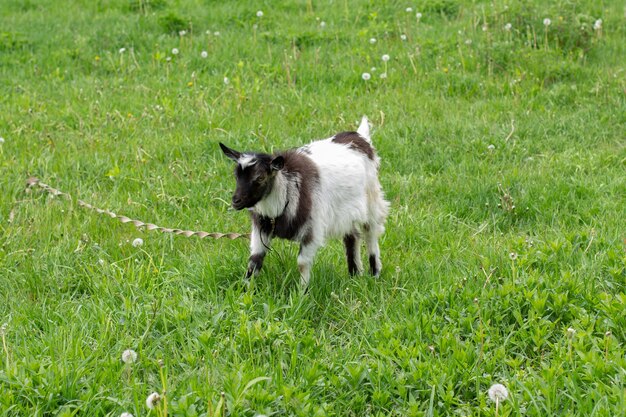 La capra è piantata in un prato e nell'erba