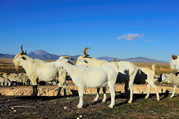 La capra è un mammifero artiodattilo della sottofamiglia Caprinae.