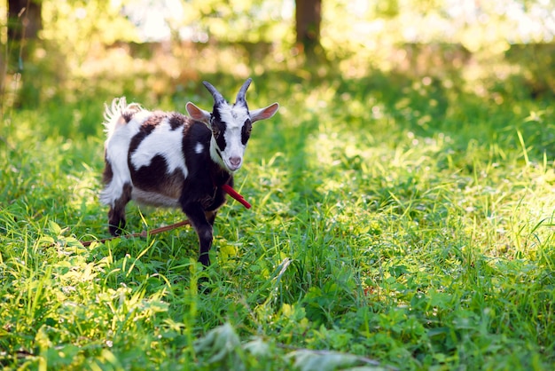 La capra in bianco e nero con le corna che pascono su un prato inglese e mangia un'erba verde al tramonto o all'alba