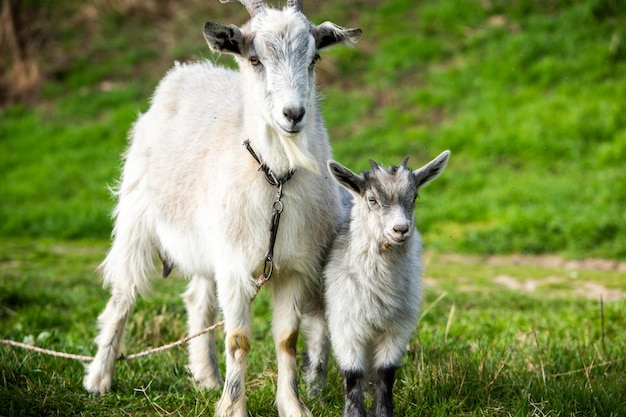 La capra madre con il suo cucciolo su un prato verde in primavera