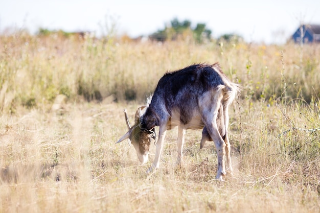 La capra pascola nel villaggio. Una capra legata pascola sul prato. Una capra pascolava nel prato.