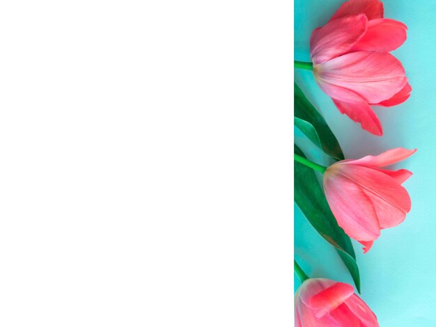 La carta bianca con un posto per l'impasto copre delicati tulipani rosa una cartolina con fiori