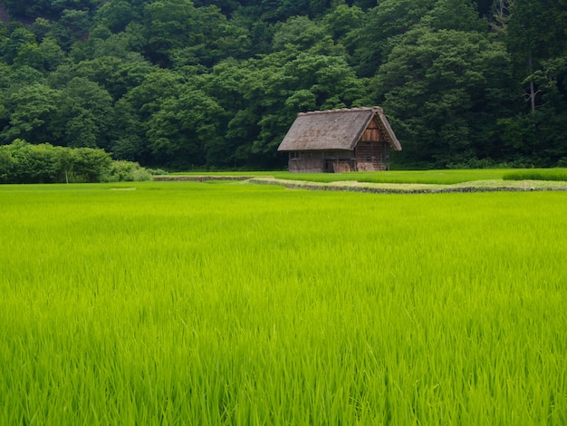 La casa di Gassho-zukuri, il villaggio storico di Shirakawa-va in estate, il Giappone