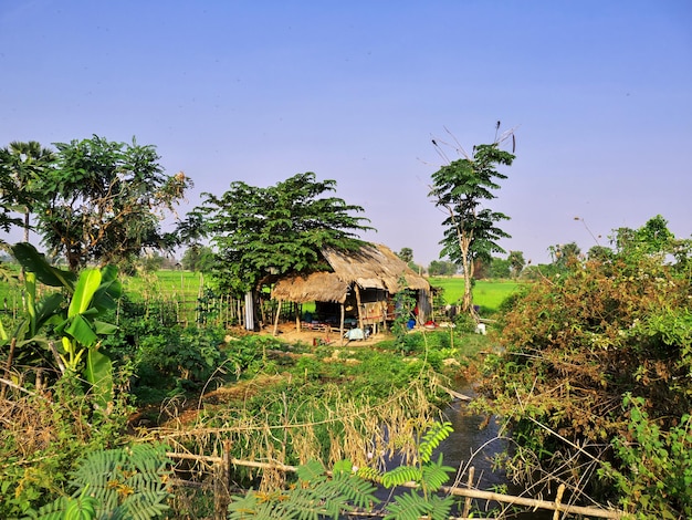 La casa sul campo di riso Laos