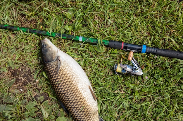 La cattura di pesci d'acqua dolce e canne da pesca con mulinelli da pesca sull'erba verde