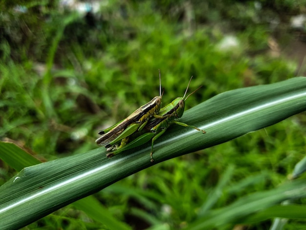 La cavalletta di accoppiamento sull'erba lascia lo sfondo bella natura tonificante primavera natura design